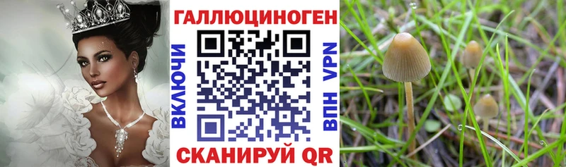 это клад  Сычёвка  Псилоцибиновые грибы мицелий 
